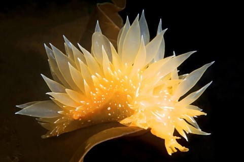 Dirona pellucida sea slug