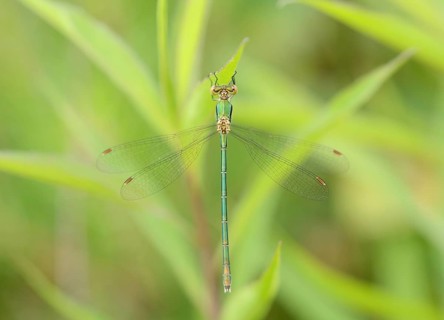 Emerald Spreadwing (Lestes dyas)
