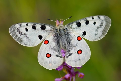 Apollo Butterfly (Parnassius apollo) on a Short-spurred Fragrant Orchid (Gymnadenia odoratissima)