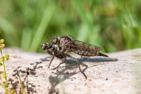 Robber fly (Erax barbatus)