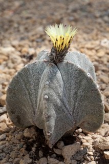 Bishop's Cap Cactus (Astrophytum myriostigma)