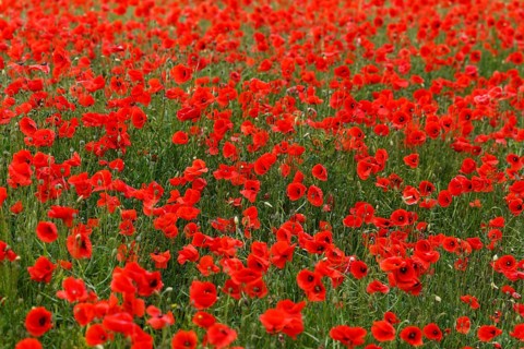Poppy field in full bloom