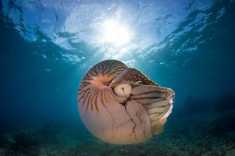 Nautilus (Nautilus belauensis)