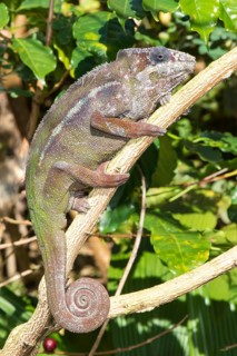 Panther Chameleon (Furcifer pardalis)