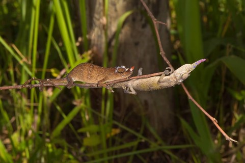 Blade Chameleons (Calumma gallus)