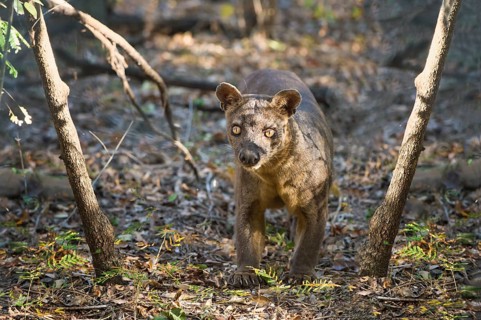 Fossa (Cryptoprocta ferox)