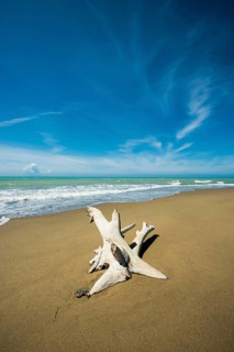 Driftwood