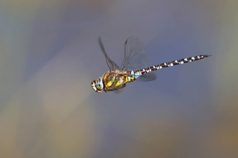 Migrant Hawker (Aeshna mixta) in flight