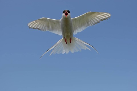 Arctic tern (Sterna paradisaea) calling in flight