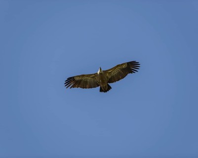 Griffon vulture (Gyps fulvus) in flight