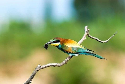 Bee-eater (Merops apiaster) sits on branch with prey
