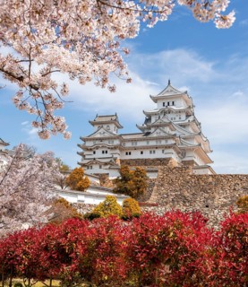 Blossoming cherry trees