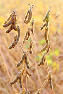 Soya beans (Glycine max) with ripe pods