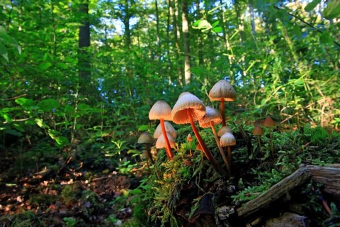 Common bonnet