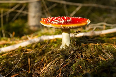Fly agaric (Amanita muscaria)