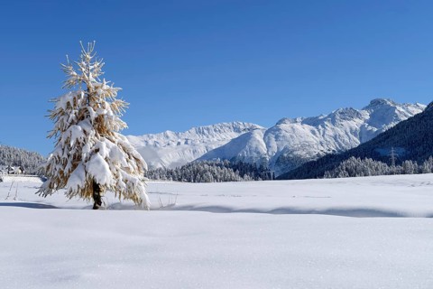 Snow-covered Larch (Larix) in a fresh snow-covered landscape