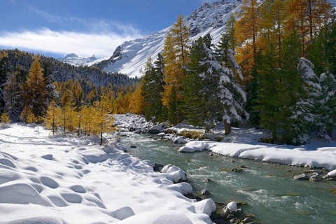 Autumnal coloured Larch (Larix) forest in the freshly snow-covered Val Roseg valley