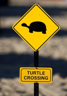 Yellow warning sign 'turtle crossing'