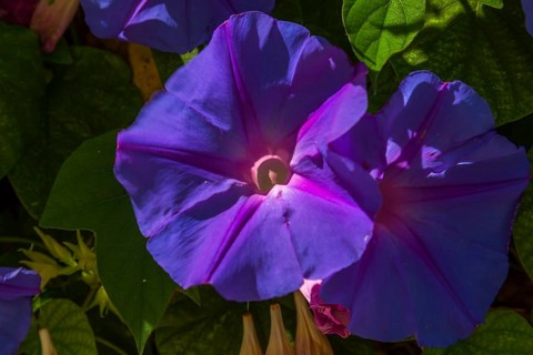 Blue morning glory (Ipomoea indica)