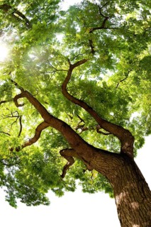 Japanese Pagoda Tree (Styphnolobium japonicum)