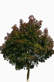 Red Maple (Acer rubrum)