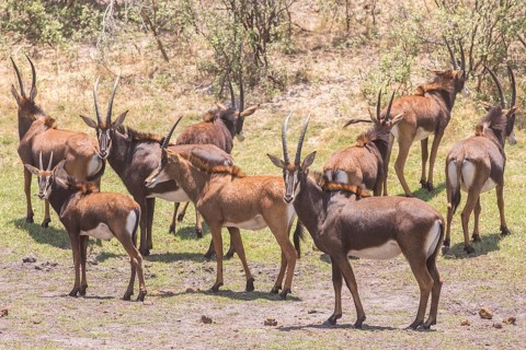 Rappenantelope (Hippotragus niger)