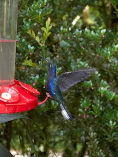Violet Sabrewing (Campylopterus hemileucurus)