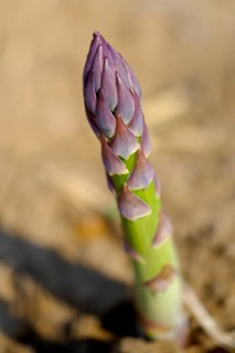 Fresh asparagus spear growing in a field