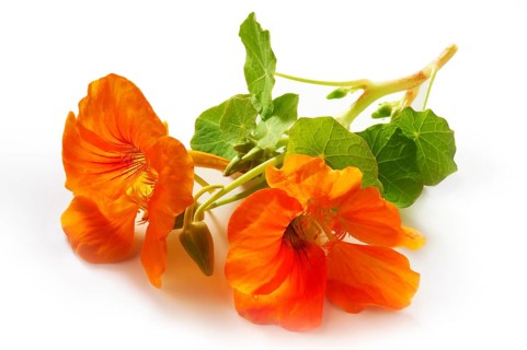 Fresh nasturtium flowers and leaves