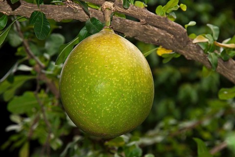Pomelo fruit (Citrus maxima