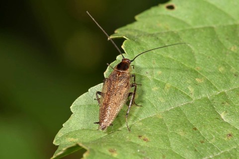 Dusky Cockroach (Ectobius lapponicus) Untergroeningen
