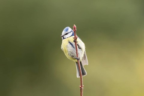 Blue Tit (Cyanistes caeruleus syn Parus caeruleus)