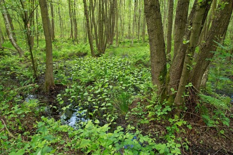 Common Alder or Black Alder trees (Alnus glutinosa) in an alder carr