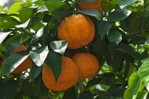 Ripe Bitter oranges (Citrus aurantium) on branch