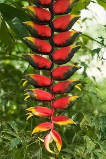 Hanging Lobster Claw (Heliconia rostrata)