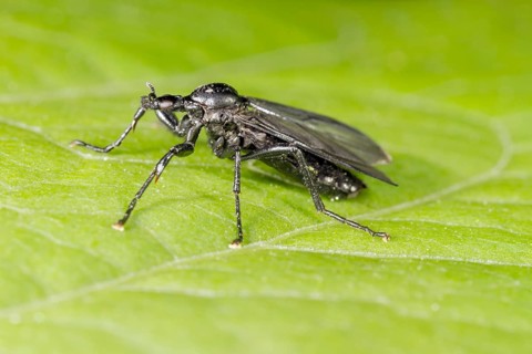St Mark's Fly (Bibio marci)