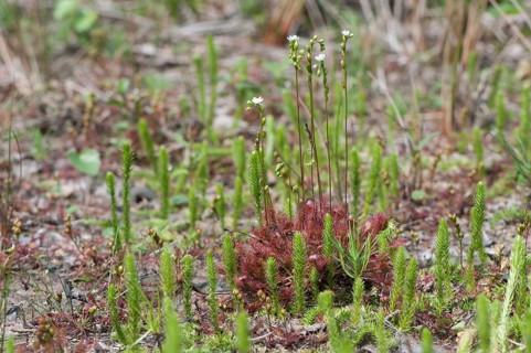 Round-leaved Sundew (Drosera rotundifolia)