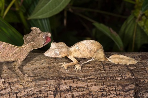 Fantastic Leaf Tailed Geckos (Uroplatus phantasticus)