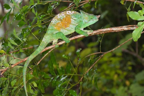 Parson's Chameleon (Calumma parsonii)