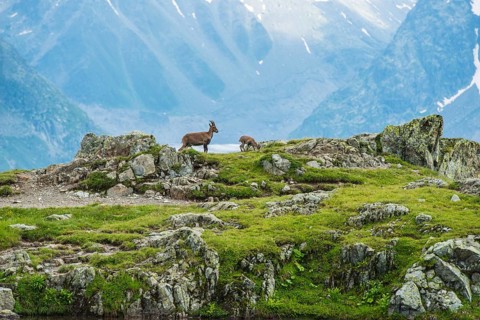 Alpine Ibex (Capra ibex) and young on rocks