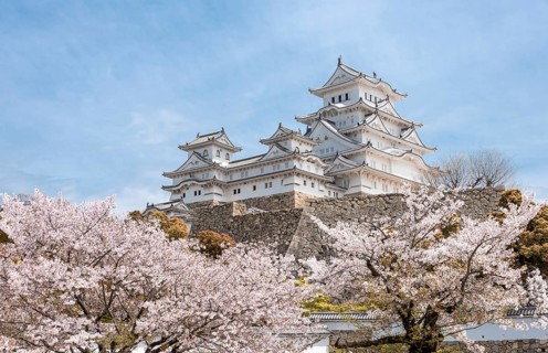 Blossoming cherry trees