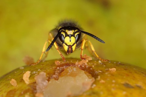 German wasp (Vespula germanica)