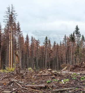 Large areas of dead forests in the Harz Mountains due to drought