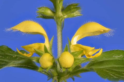 Yellow archangel (Lamium galeobdolon) against a blue background
