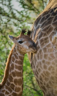 Angolan Giraffe (Giraffa camelopardalis angolensis)