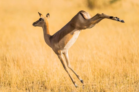 Impala (Aepyceros melampus)