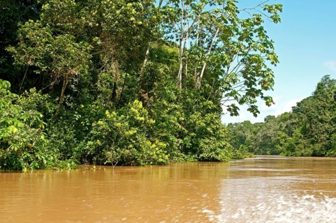 Rainforest