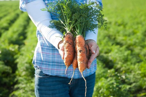 Woman harvesting carrots in a field