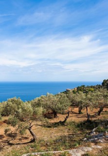 Old olive trees near Deia