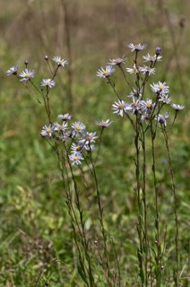 European Michaelmas Daisy (Aster amellus)